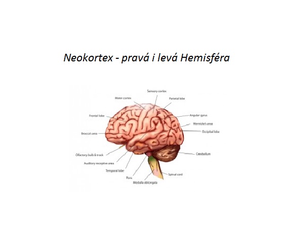 Neokortex – tajná zbraň s níž dosáhnete sen i život bez hranic Neokortex – tajná zbraň s níž dosáhnete sen i život bez hranic
